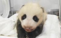 パンダの赤ちゃん、目が開いた！ 名前も募集中…アドベンチャーワールド 画像