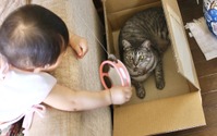 【赤ちゃんと猫 vol.11】猫が娘に唯一貸してくれないおもちゃとは…？ 画像