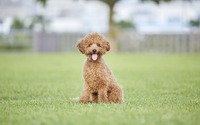 アニコム損保、「人気犬種ランキング2021」を発表…トイプードルが12連覇を達成 画像