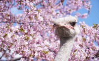 星野リゾート OMO7旭川、「桜咲く、春の旭山動物園講座」を開催…4月28日～5月15日 画像