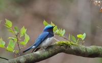 星のや軽井沢、「プライベート探鳥」を開催…3月22日～5月31日 画像