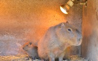 伊豆シャボテン動物公園でカピバラ、ミミナガヤギ、エミューの赤ちゃん誕生 画像