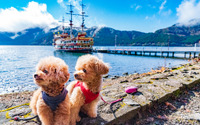 【チワプーひめりんごの耳よりドライブ情報】 海賊船やロープウェイも愛犬と楽しめる、神奈川県・箱根 画像