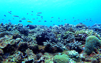 WWF、「サンゴ礁文化フォーラム」を開催…2月20日オンライン同時開催 画像