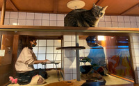 猫を愛でながら個室でテレワーク、ネコリパブリックが新サービス「猫旅籠ワーク」を開始 画像