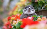 ケープペンギンの赤ちゃん「ひなペン」、富士花鳥園にてお披露目…人気投票も開催中 画像
