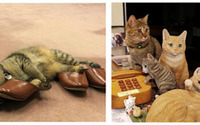 旅行情報誌『じゃらん』、 宿の看板猫人気ベスト5を発表 画像