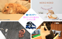 鯱バス、猫好きのための新たなバスツアー“にゃんこ旅”を発売…2月22日 画像