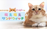 KDDI、auスマートパスプレミアムで「お太りさま猫 ぐっぴーの萌え萌えサンドウィッチ」を配信 画像