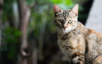 ベルギーで飼い猫が新型コロナに感染したとの報道…引き続き、衛生面に注意しながら日常生活を 画像