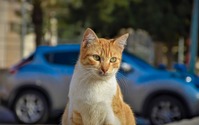 “猫がクルマに入り込んだことによるトラブル”の救援要請件数、1月は22件…JAF 画像