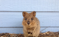 クオッカやコアラなど、公式サイトにてオーストラリアの人気野生動物を公開中…豪政府観光局 画像