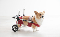 犬用補助車「ドギーサポーター」、サンプル無料レンタルサービス開始…ピカ コーポレイション 画像