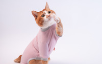 ぽぽねこ、猫用皮膚保護服「キャットプロテクションスーツ」の新色を発売 画像