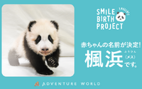アドベンチャーワールドの赤ちゃんパンダ、名前は「楓浜（ふうひん）」に決定 画像