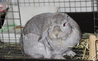【ズボラ女子とわがままウサギ vol.9】ニンジンはダメ!? ウサギに与える食べ物の重要性 画像