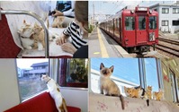 養老鉄道、「WEBねこカフェ列車」を開催…視聴期間は4月3日～6月3日 画像