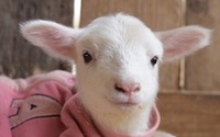 成田ゆめ牧場、ヤギやヒツジの赤ちゃんが続々誕生…「アニマルベビーフェア」開催中 画像