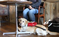コロナ禍における盲導犬ユーザーの「困りごと」とは…日本盲導犬協会が調査 画像