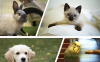 アニコム損保、「ペットにかける年間支出調査 2020」を発表…犬は33.8万円、猫は16.5万円 画像