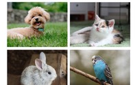 2年ぶりのインターペット…ペットブームの中、動物福祉を改めて考えるきっかけに？ 画像