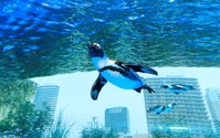 サンシャイン水族館 、「みんなで考えよう！世界ペンギン・カワウソの日」を開催 画像