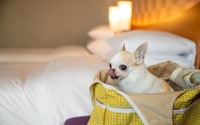 セルリアンタワー東急ホテル、愛犬と渋谷に泊まれる「ドッグフレンドリーステイ」の販売開始 画像
