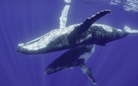 ジェームズ・キャメロン製作総指揮のドキュメンタリー「クジラと海洋生物たちの社会」、Disney+にて配信…4月22日から 画像