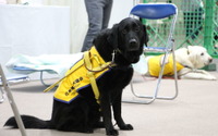盲導犬、介助犬、聴導犬、3種類の補助犬を育成する日本補助犬協会【インターペット2021】 画像