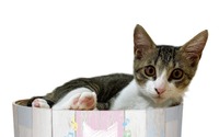 猫用爪とぎ「バリバリボウル」に子猫用が登場…猫壱 画像