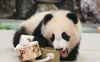 パンダの赤ちゃん「楓浜」へ新しい遊具をプレゼント…アドベンチャーワールド 画像