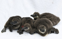 アドベンチャーワールドで4羽のケープペンギンの赤ちゃんが誕生 画像