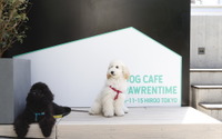 愛犬が主役のドッグカフェ「Dog Cafe Pawrentime」、東京・広尾にオープン 画像