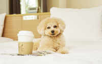 プリンスホテル、愛犬と一緒にワーケーションができるプランを販売 画像