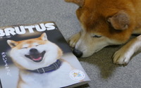 BRUTUSの犬特集号を読んで…愛犬家の気持ちに響く形でまとめられたセンス 画像