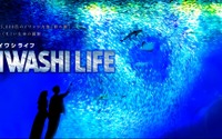 アクアワールド茨城県大洗水族館、約1万5000匹のイワシが力強く群れ動く「IWASHI LIFE」を開催【※開催延期※】 画像