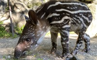 伊豆シャボテン動物公園でベビーラッシュ…アメリカバクやジェフロイクモザルなどの赤ちゃんが誕生 画像