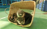 伊勢シーパラダイス、「World Otter Day 世界カワウソの日 」特別サイトを開設 画像