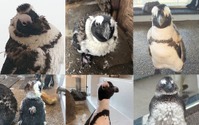 京都水族館、「ペンギン換羽コレクション2021」を開催…5月15日～7月31日 画像
