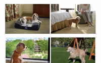 ホテル椿山荘東京、「愛犬と一緒に過ごす贅沢ステイ」の提供を開始…「シーリー」のドッグベッドを用意、6月30日まで 画像