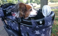 【僕と愛犬の癌闘病記 vol.10】“その日”は突然やってくる、悲しみと感謝が複雑に入り乱れる最後の感情 画像