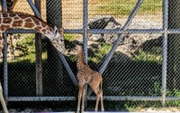 動物園で赤ちゃん続々誕生、休園中もSNSで報告…まとめ 画像