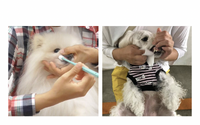 トーラス、愛犬の歯磨きセミナーをオンラインにて開催…5月28日17時申込締切　6月4日開催 画像