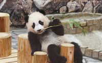 パンダの赤ちゃん・楓浜へ、木登り能力を発揮できる新しい遊具をプレゼント…アドベンチャーワールド 画像