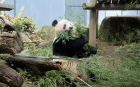 上野動物園のパンダ「シャンシャン」、6月12日で4歳に…WEBサイトにて誕生日記念企画 画像
