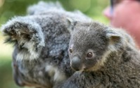 オーストラリアからライブで結ぶオンラインツアー「かわいいコアラと野生動物の保護活動」開催…6月26日 画像