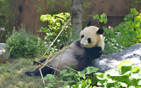 上野動物園のパンダ・シンシンが赤ちゃん2頭を出産…シャンシャン誕生以来4年ぶり 画像