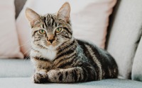 NYでペットの猫から新型コロナウイルスを検出…できるだけ室内で飼育を 画像