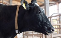 三井住友海上、牛の診療費補償サービスの提供を開始 画像