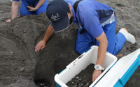 鴨川シーワールド、今年も東条海岸でアカウミガメの産卵を確認 画像